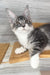 Mercury | Maine Coon Kitten