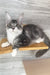 Mercury | Maine Coon Kitten
