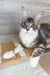 Mercury | Maine Coon Kitten