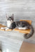 Mercury | Maine Coon Kitten