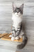 Mercury | Maine Coon Kitten