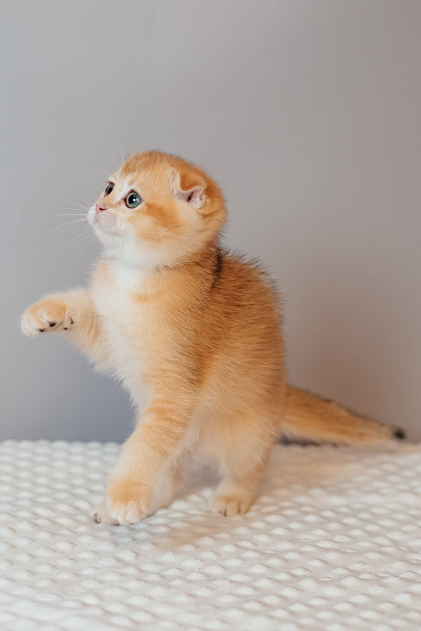 Kasenia | Scottish Fold Kitten