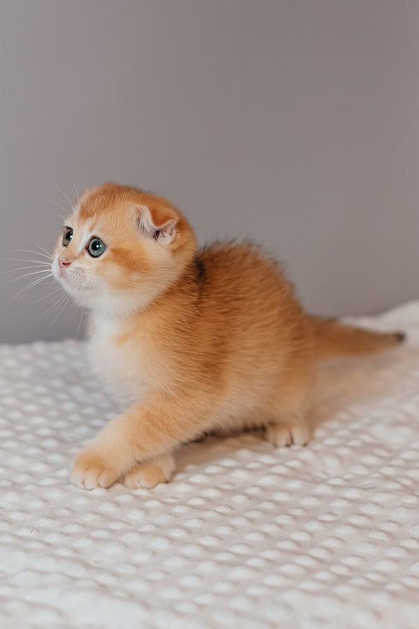 Kasenia | Scottish Fold Kitten