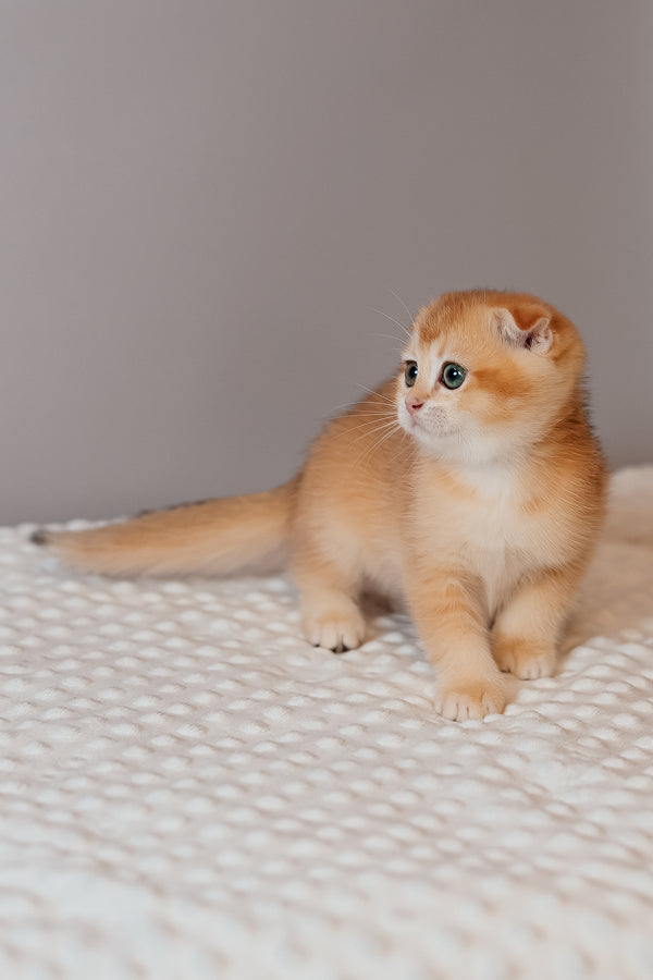 Kasenia | Scottish Fold Kitten