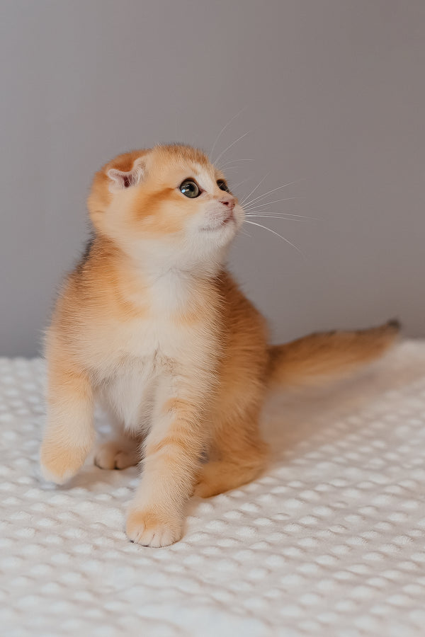 Kasenia | Scottish Fold Kitten