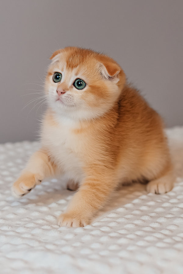 Kasenia | Scottish Fold Kitten