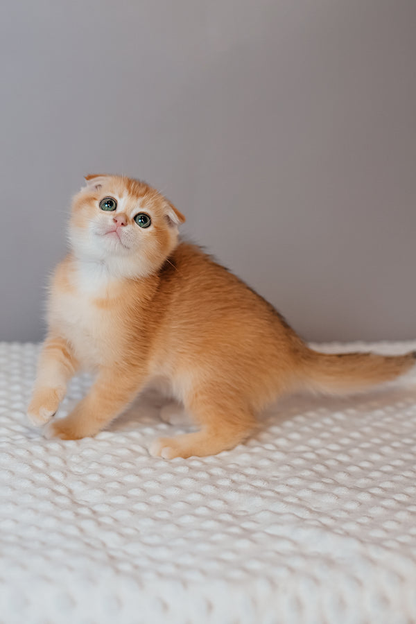 Kasenia | Scottish Fold Kitten