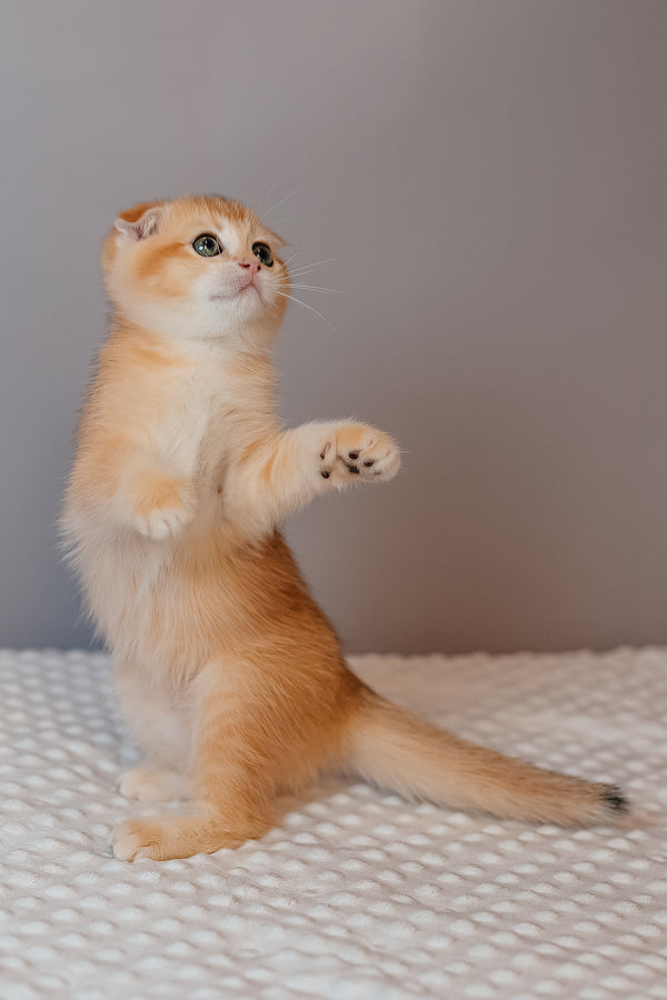 Kasenia | Scottish Fold Kitten