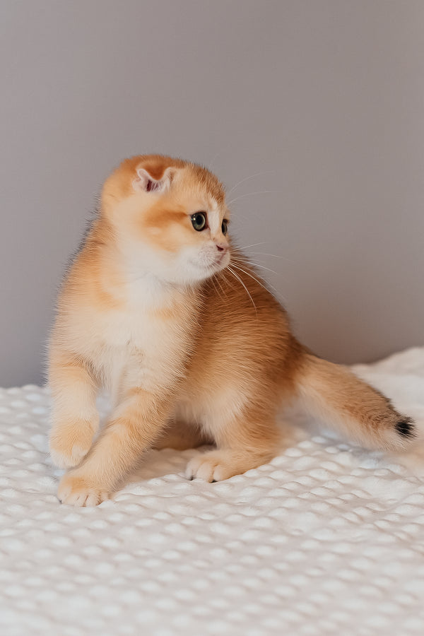 Kasenia | Scottish Fold Kitten