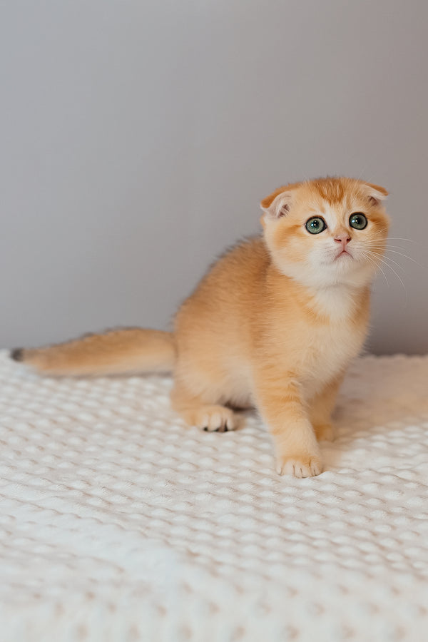 Kasenia | Scottish Fold Kitten