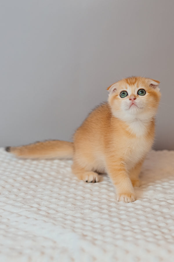 Kasenia | Scottish Fold Kitten