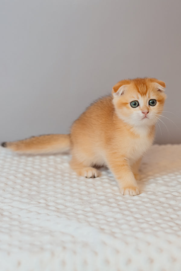 Kasenia | Scottish Fold Kitten
