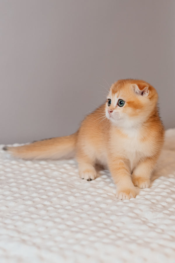 Kasenia | Scottish Fold Kitten