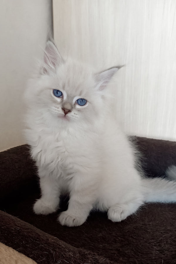 Milan | Siberian Kitten