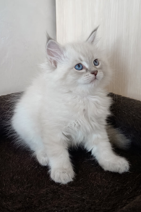 Milan | Siberian Kitten