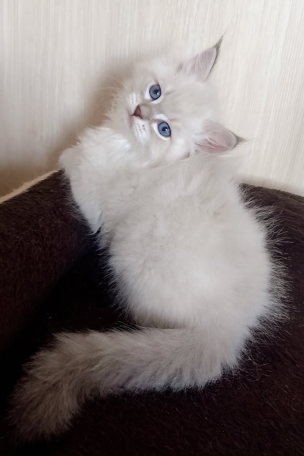 Milan | Siberian Kitten