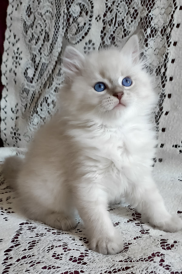 Milan | Siberian Kitten