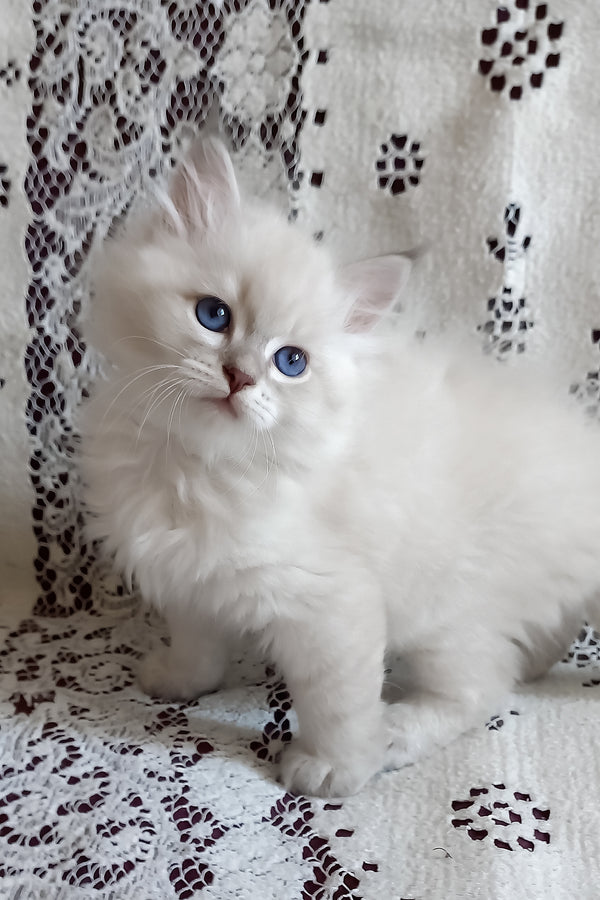 Milan | Siberian Kitten