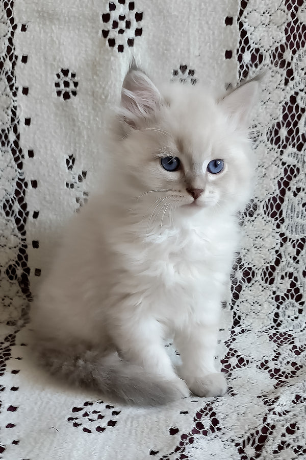 Milan | Siberian Kitten