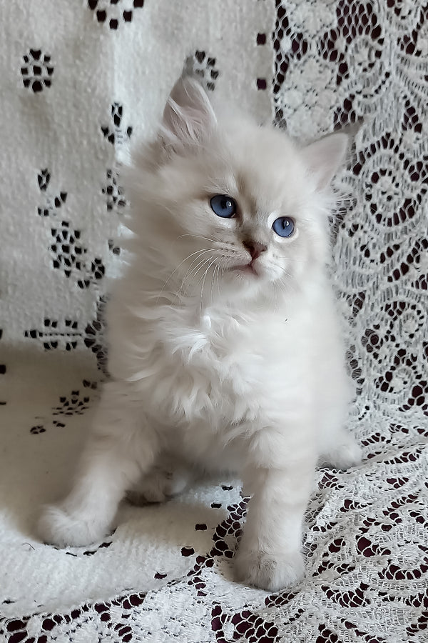 Milan | Siberian Kitten
