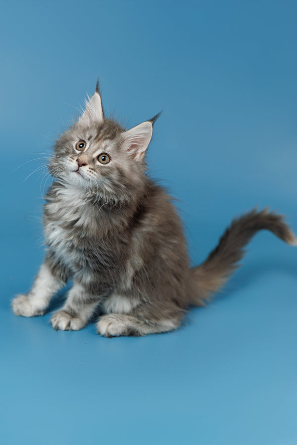 Tiffany | Maine Coon Kitten