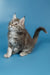 Tiffany | Maine Coon Kitten