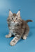 Tiffany | Maine Coon Kitten