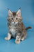 Tiffany | Maine Coon Kitten