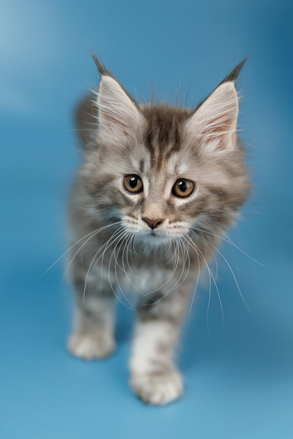 Tiffany | Maine Coon Kitten