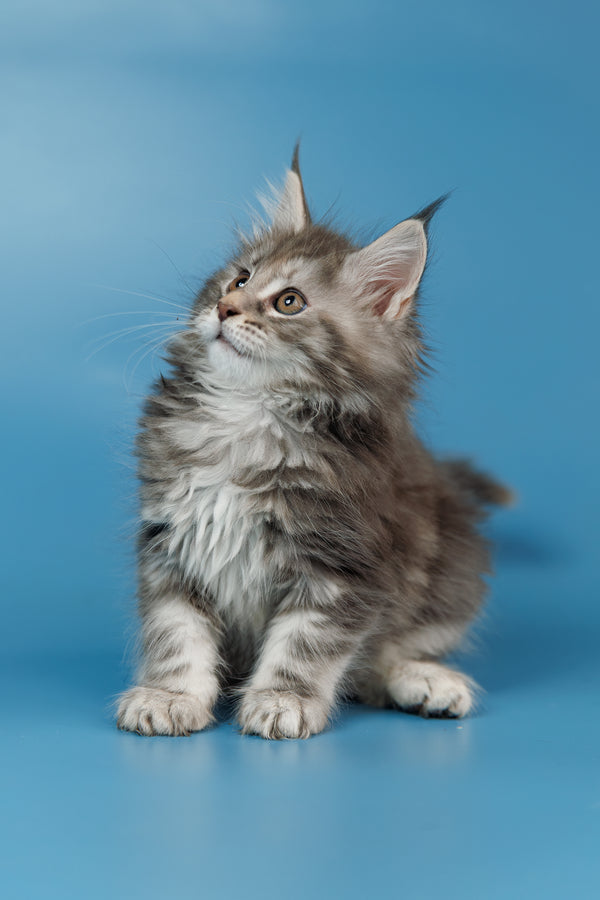 Tiffany | Maine Coon Kitten