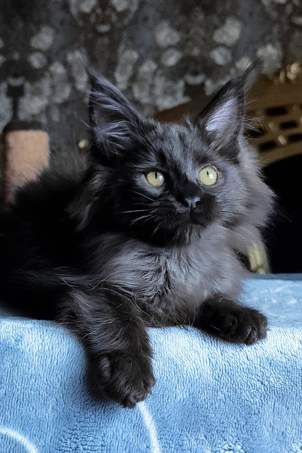 Carnelius | Maine Coon Kitten