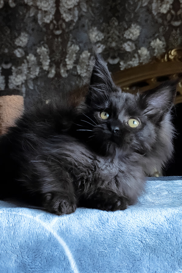 Carnelius | Maine Coon Kitten