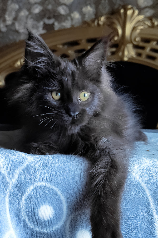 Carnelius | Maine Coon Kitten