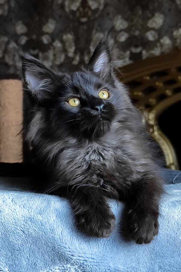 Carnelius | Maine Coon Kitten