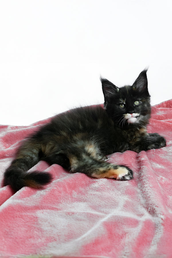 Adelle | Maine Coon Kitten