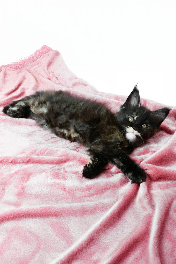 Adelle | Maine Coon Kitten