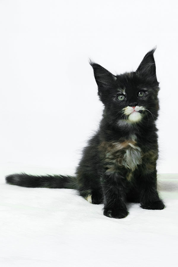 Adelle | Maine Coon Kitten