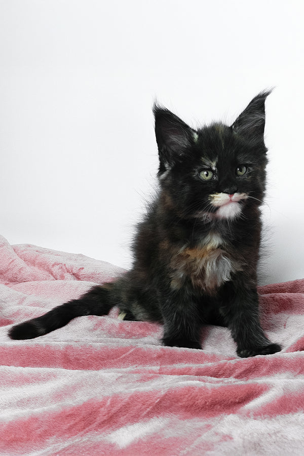 Adelle | Maine Coon Kitten