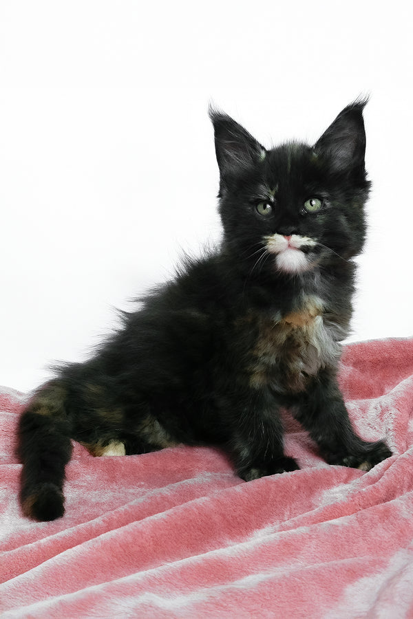 Adelle | Maine Coon Kitten