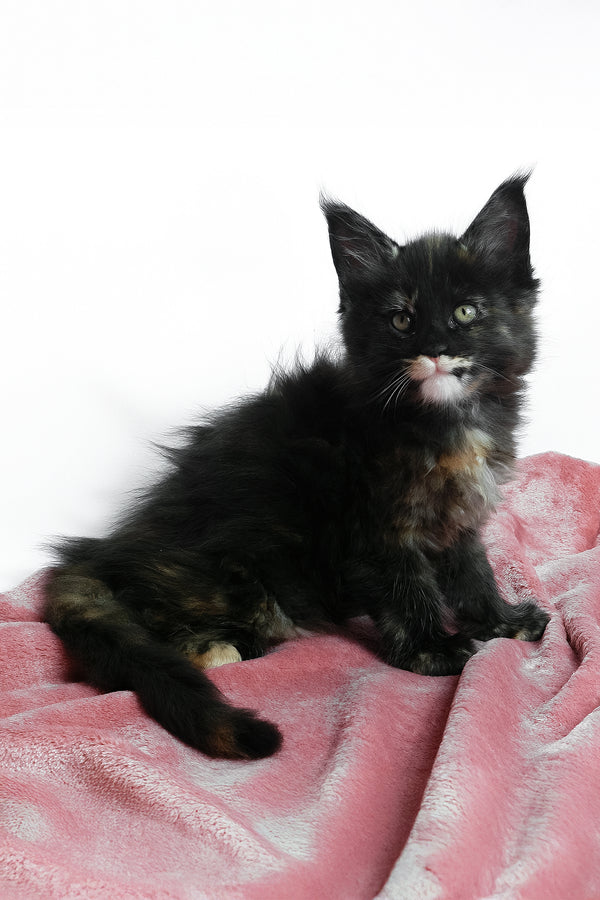 Adelle | Maine Coon Kitten