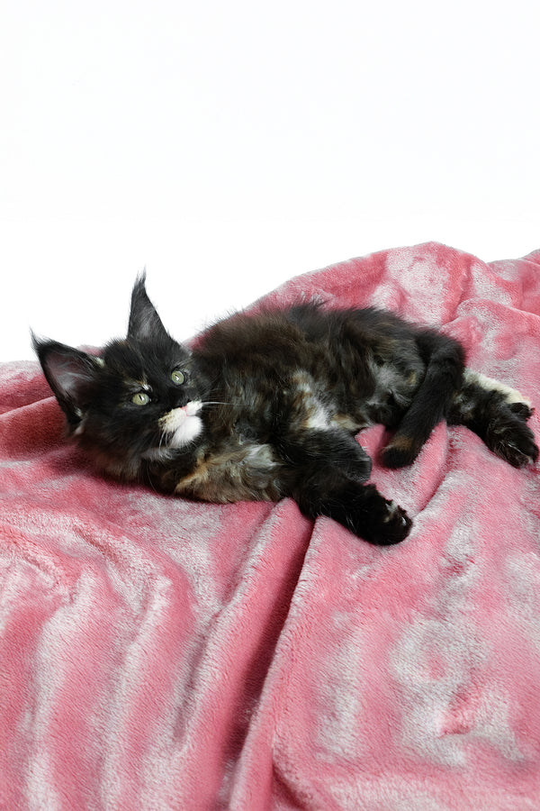 Adelle | Maine Coon Kitten