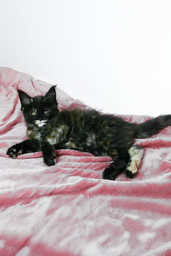 Adelle | Maine Coon Kitten