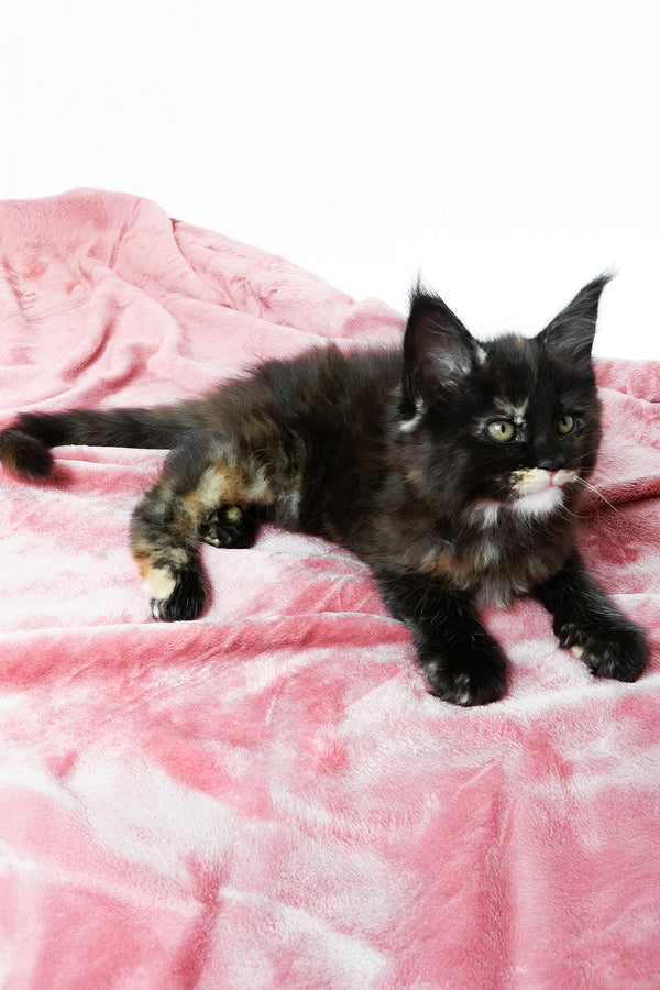 Adelle | Maine Coon Kitten