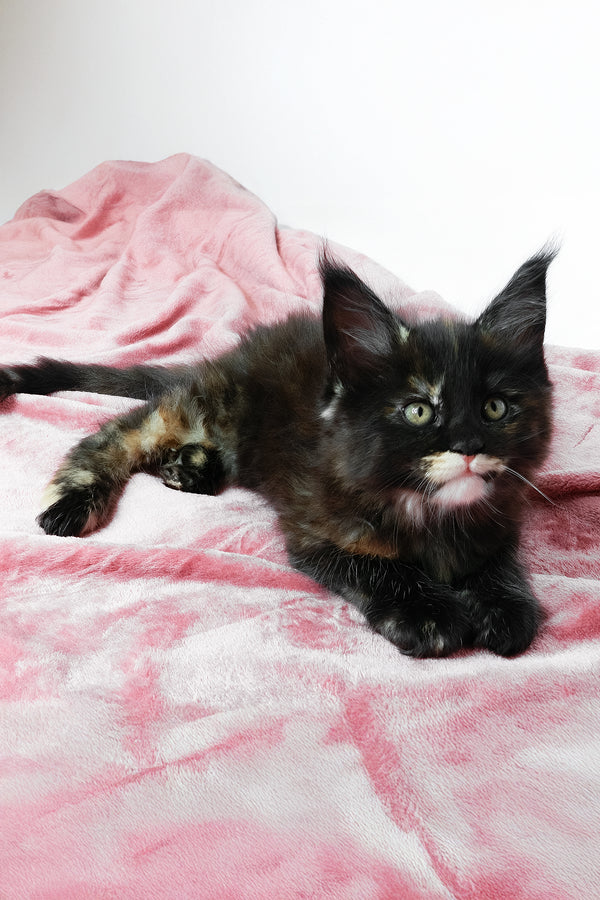 Adelle | Maine Coon Kitten