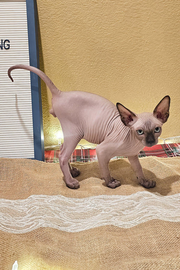 Ginger | Sphynx Kitten
