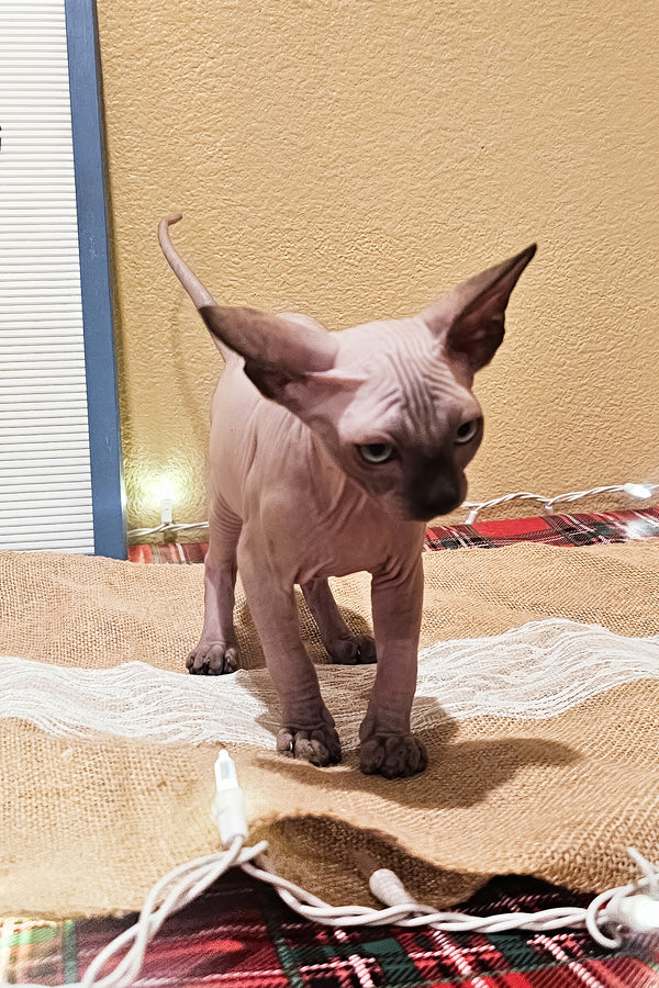 Ginger | Sphynx Kitten