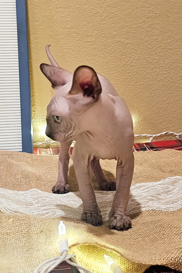 Ginger | Sphynx Kitten