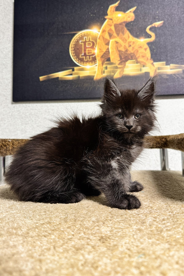 Lien | Maine Coon Kitten