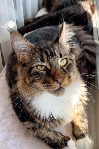 Lokky | Maine Coon Kitten