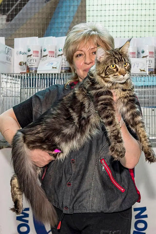Lokky | Maine Coon Kitten
